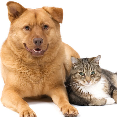 Welcoming Cat and Dog - Chesapeake Veterinary Mobile Services