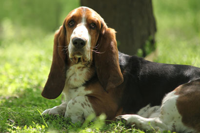 Basset Hound